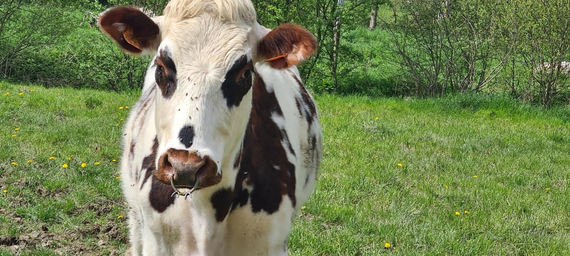 Roulotte A La Ferme Buissonniere Villa La Lande-de-Louge Bagian luar foto